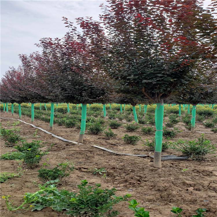 陕西周至红叶李基地 精品紫叶李种植与批发一站式服务