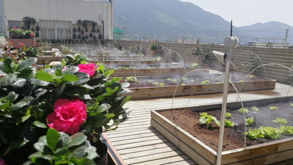 园艺产品种植技术 从选种到丰收的科学艺术