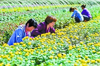 秋菊盛开花农笑——园艺产品种植的丰收喜悦