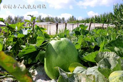 肉葫芦变成致富“金葫芦” 榆树市园艺特产业推动乡村振兴