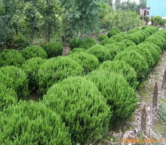 瑞安市富豪苗木园艺绿化灌木产品与园艺种植指南