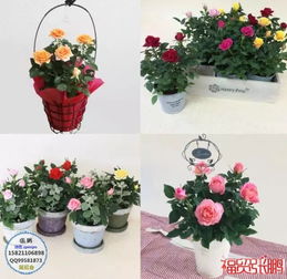 2019日本园艺劳保用品假山景观石展览会 园艺种植与创新技术的融合